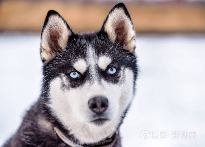 蓝色眼睛的可爱的狡猾的西伯利亚沙哑的画像