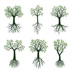 一组绿色的春天树, 叶和根。矢量插图