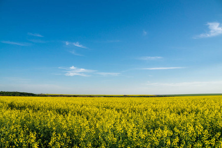 黄色油菜花田在蓝蓝的天空下图片
