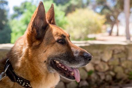 来自马耳他的德国牧羊犬金巴