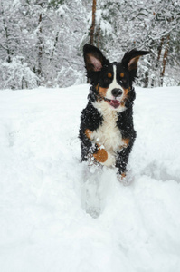 Bernese 山狗在雪林中玩耍。喜庆的心情。顽皮的狗