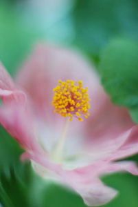 牡丹花兰花背景图片