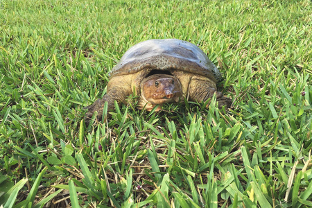 少年佛罗里达鳖龟 Apalone 芡 沐浴在佛罗里达的阳光下