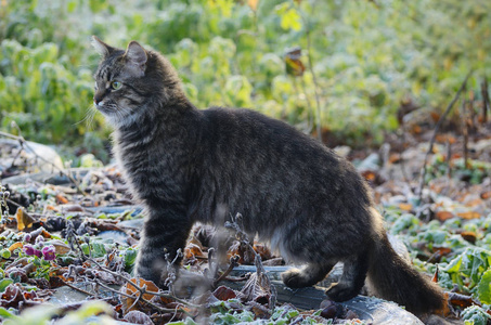 年轻蓬松的灰色家养猫在一个阳光明媚的森林的肖像。领养宠物