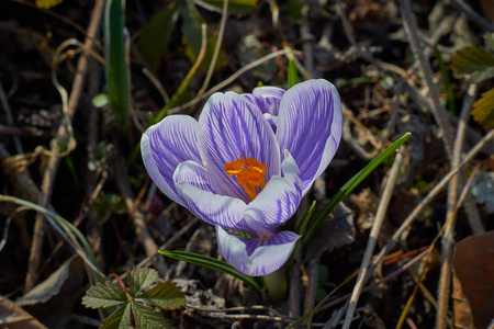 Crocusses 在春天慕尼黑巴伐利亚