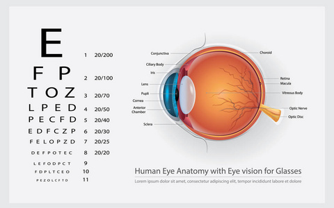 人眼解剖学与眼睛视觉的眼镜向量例证