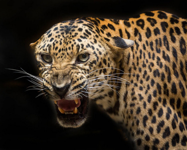 黑色的豹子图片