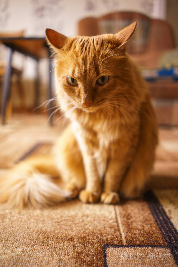 棕猫红公猫姜猫