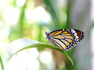 彩色过滤器自然背景的可爱蝴蝶昆虫
