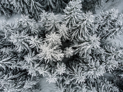 雪落后森林里的雪