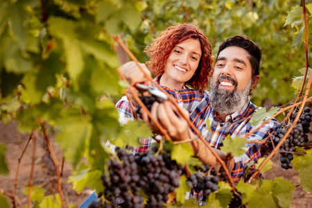 成熟的夫妇有乐趣和切葡萄在葡萄园