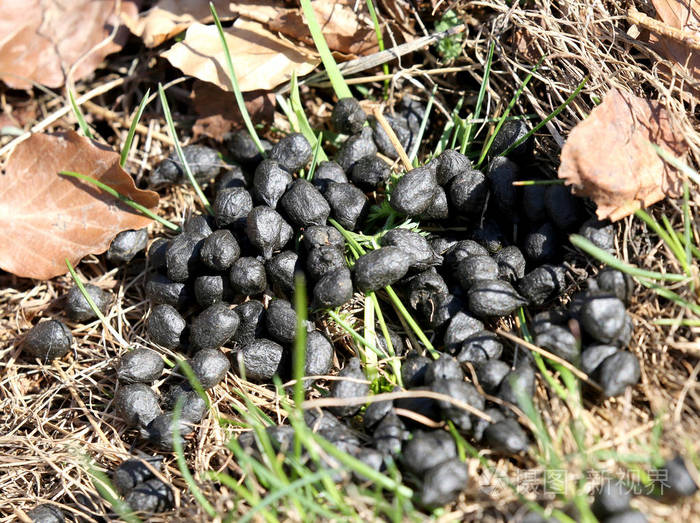 小径上的动物新大便