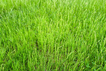 绿草照片背景或质地。清新长青草的特写图像。美丽明亮的绿草田野。设计元素。自然背景