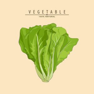 生菜插图图片-生菜插图素材-生菜插图插画-摄图新视界