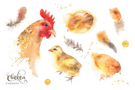 独立的水彩母鸡, 鸡肉和羽毛插图集。母亲和婴儿的概念。母亲节。白色的时尚松散水彩图像