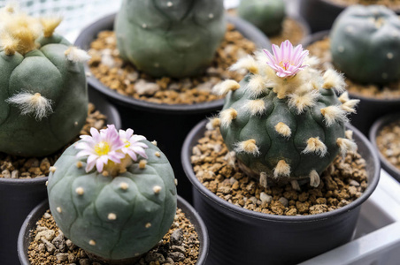 Lophophora 接骨和 fricii 仙人掌花煲