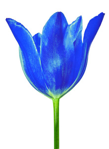 蓝色郁金香花被隔绝在白色背景.特写.绿茎上的花蕾照片