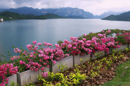 大自然风景微信 花草图片