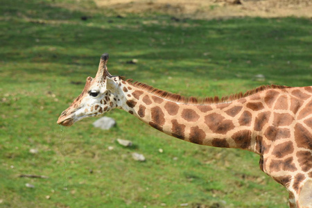 在野生动物园的长颈鹿特写