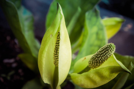 臭鼬白菜 Lysichiton 植物开花