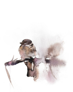 冬麻雀松水彩插图。手画鸟坐在树枝上。在白色上隔离