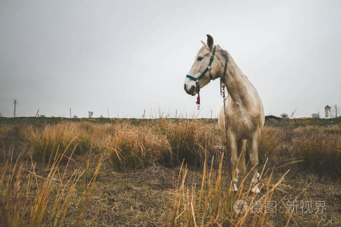 美丽的白色母马在寒冷多云的午后田野里