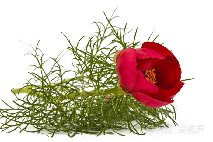 牡丹红花白底隔绝