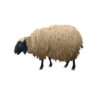 羊与黑色的头部