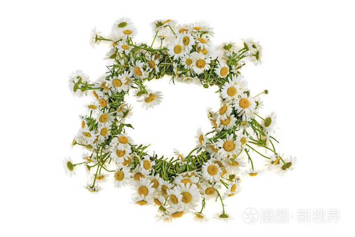 白色背景下的 chamomiles 野花花环