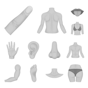 身体的一部分, 肢体单色图标集为设计收藏。人体解剖学矢量符号股票网页插图