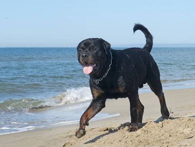 纯种猎犬夏天在沙滩上漫步