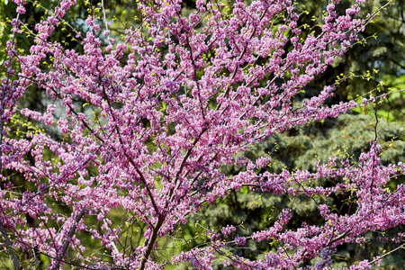 公园里盛开的粉红色李子树特写