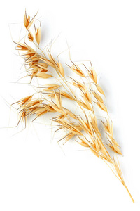 燕麦植株在白色背景下隔绝特写