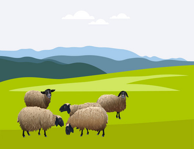群羊在草地上