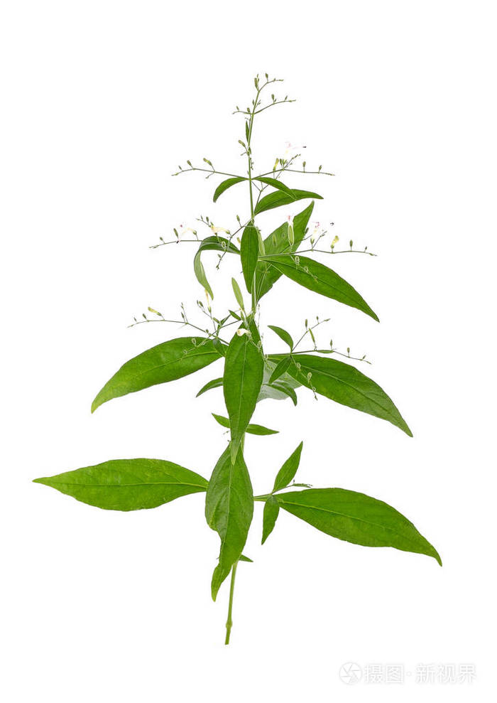 白色背景上的穿心莲药材植物