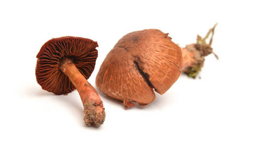 Cortinarius phoeniceus 蘑菇在白色上分离