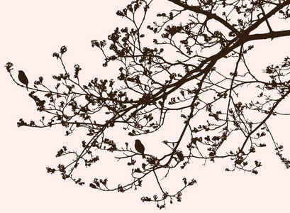 春天开花树树枝的剪影