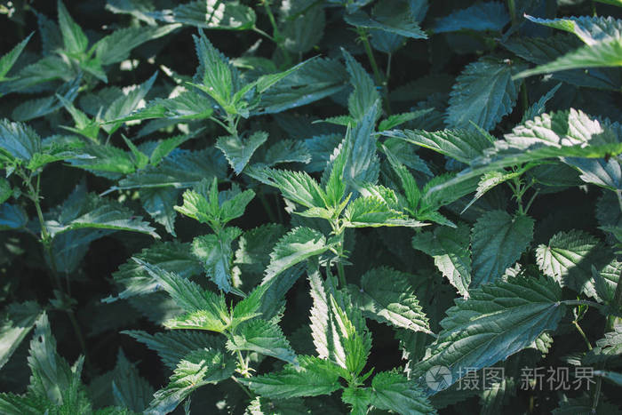 异株荨麻通常被称为常见荨麻