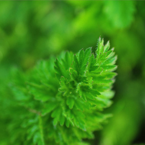 绿叶背景。绿色植物特写