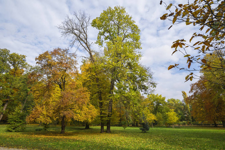 秋天在公园和树与黄色叶子