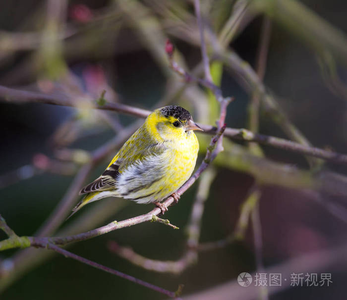 黄雀棍尾图片图片