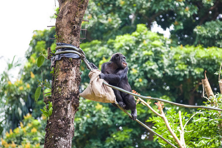 黑猩猩坐在绳子上, 手里拿着一个袋子