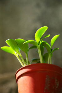 植物生长的关闭新的生活