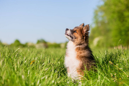 坐在草地上的一只小狗的肖像图片