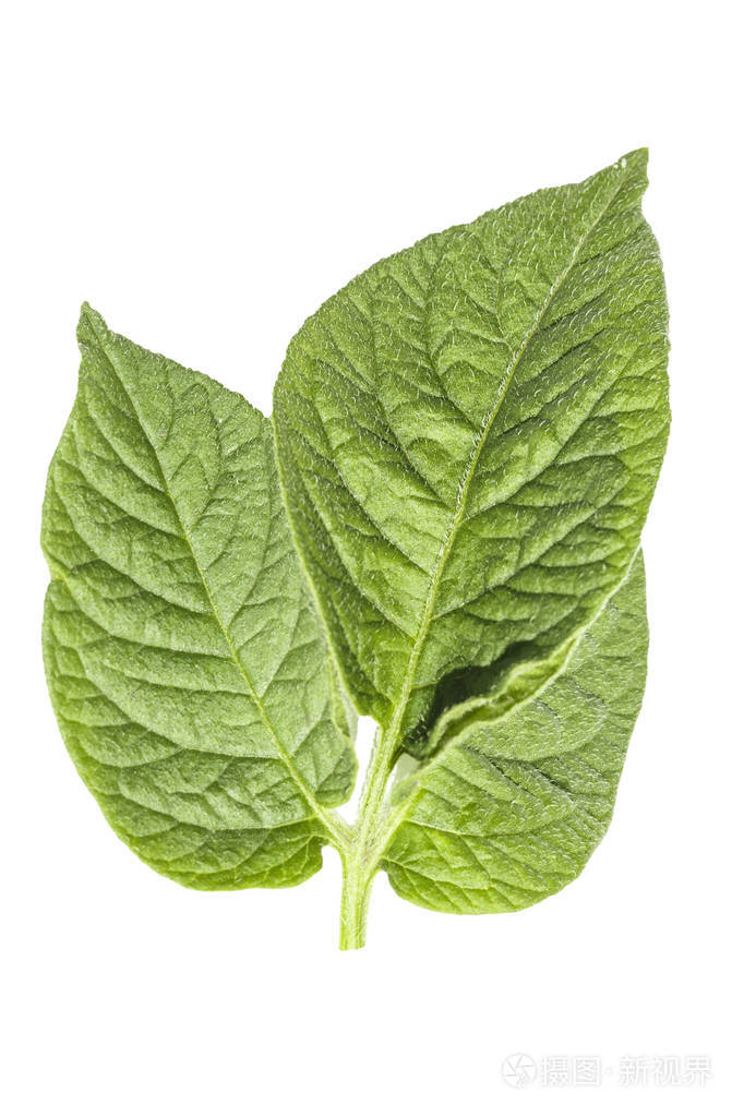 白色背景下的马铃薯叶顶部分离