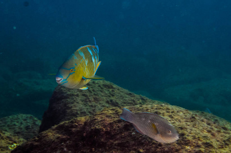Scarus 地毯, 蔚蓝的鹦嘴鱼, 在沉船中觅食。太平洋的海洋的珊瑚礁。墨西哥加州 Pulmo 卡波