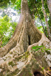 在苏梅岛岛上有大树的泰国雨林