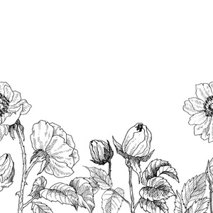 老式植物手画插图.春天的花朵, 花园玫瑰, 狗玫瑰.矢量设计照片
