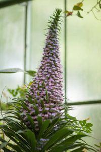 Teide bugloss, Echium, 加那利群岛美丽的花朵, 在温室的地方性物种