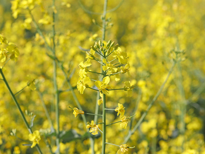 油菜籽的一个模糊的背景上的油菜花.一个油厂的种植园.生产生物燃料.